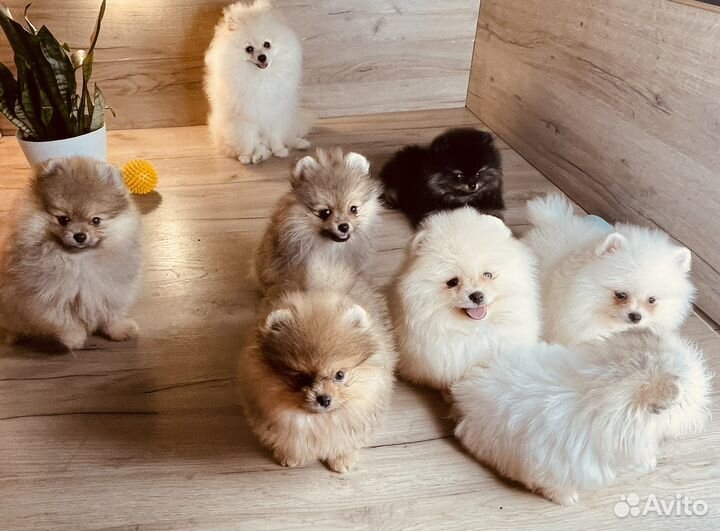 Купить шпица в питомнике. Щенки померанского шпица