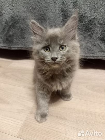 Кошки мейн-кун