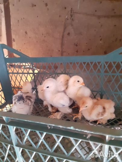Цыплята брама. Суточные и недельные