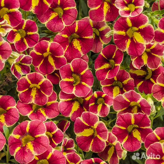 Петуния, калибрахоа вегетативные