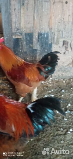 Молодые петухи