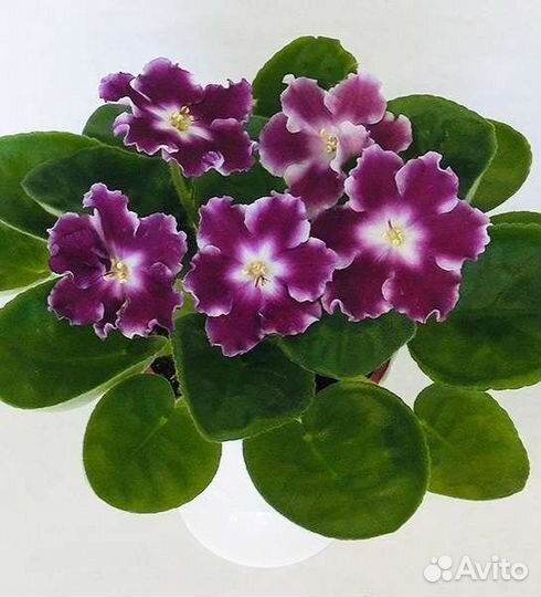 Фиалка сортовая