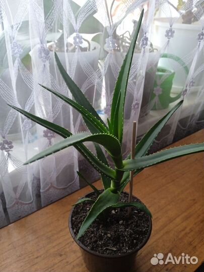 Комнатные цветы