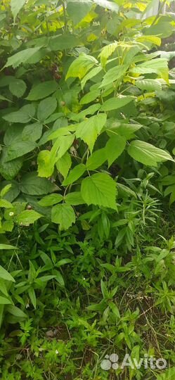 Ремонтантная малина Саженцы, Виктория