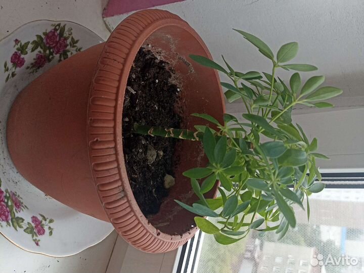 Шефлера и алоэ