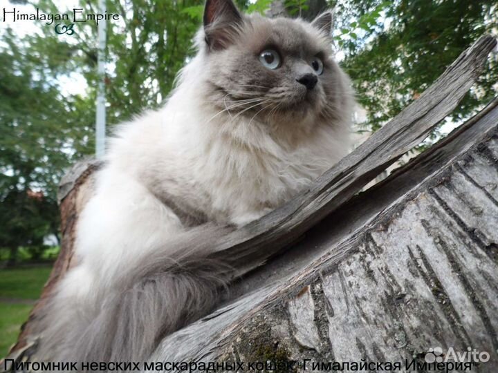 Невская маскарадная