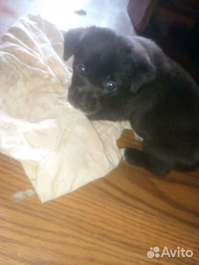 Маленькая собака