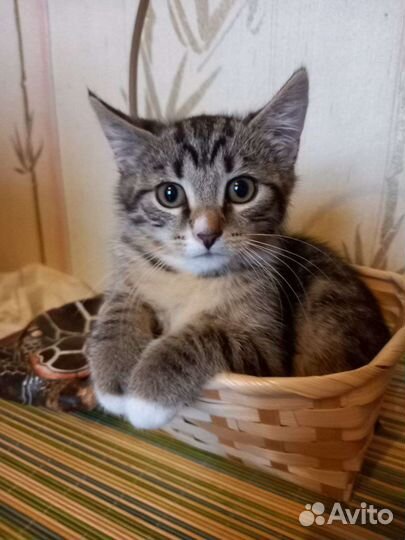 Котята-девочки в добрые руки