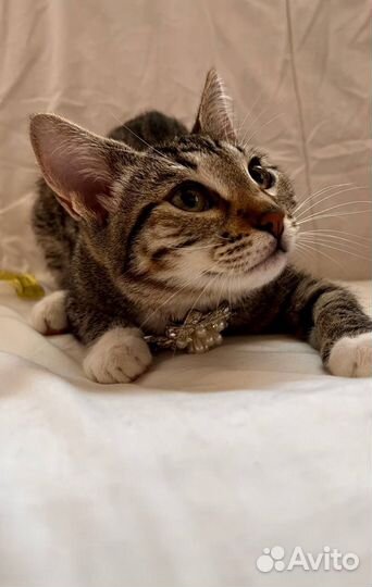 Котенок (девочка)