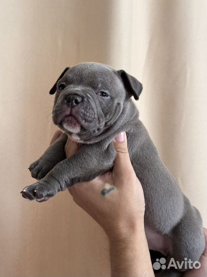 Американский булли