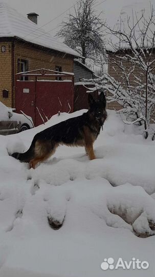 Немец Вязка