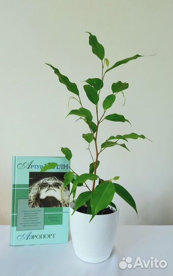 Фикус переплетенный Бенджамина, Наташа, Толстянка