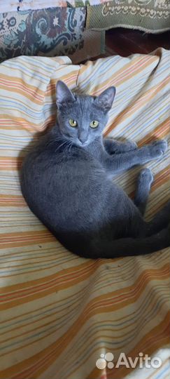 Дымка голубого окраса