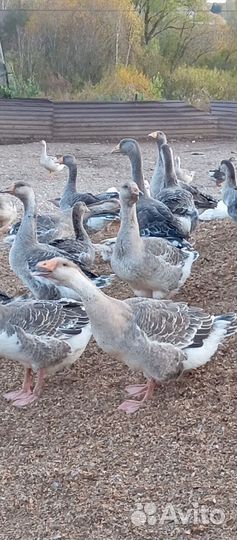 Гуси. Индюки. Утки