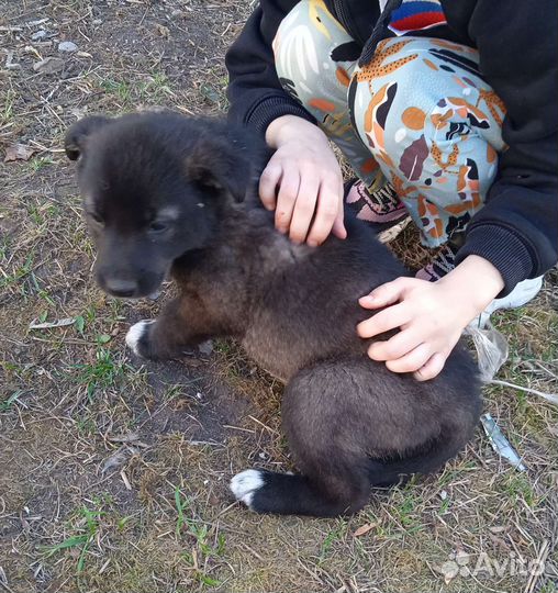 Собака в добрые руки отдам бесплатно