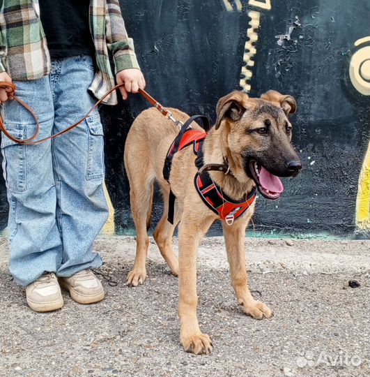 Щенок в добрые руки