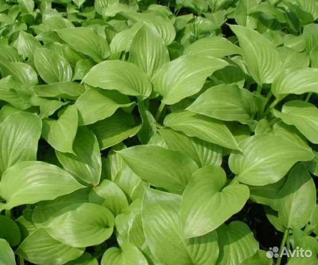 Хоста подорожниковая