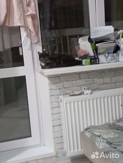 Котёнок в дар