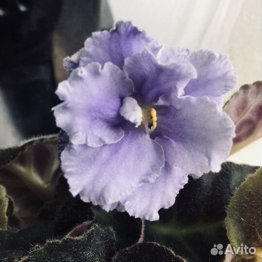 Цветущие фиалки