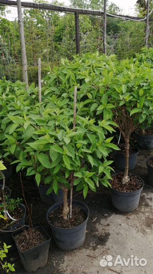 Гортензия метельчатая на штамбе