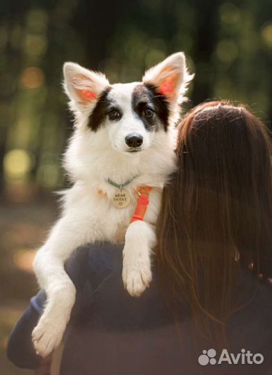 Собака в дар