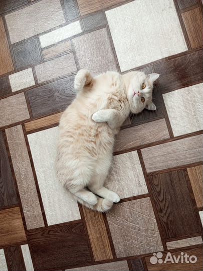 Случка кота