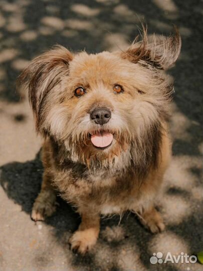 Добрый пёс в добрые руки