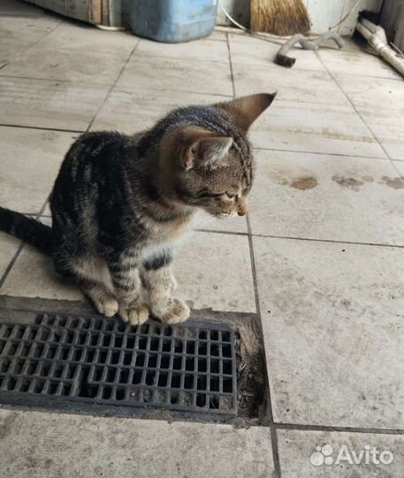 Котенок