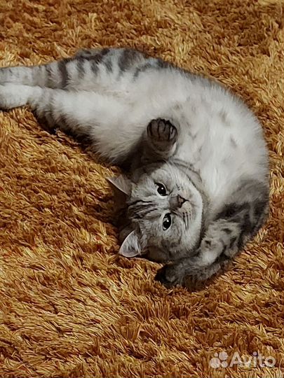 Британская