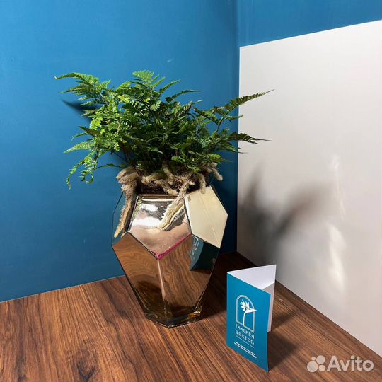 Даваллия (Хумата)