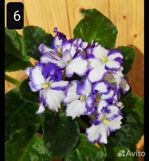 Фиалки цветущие
