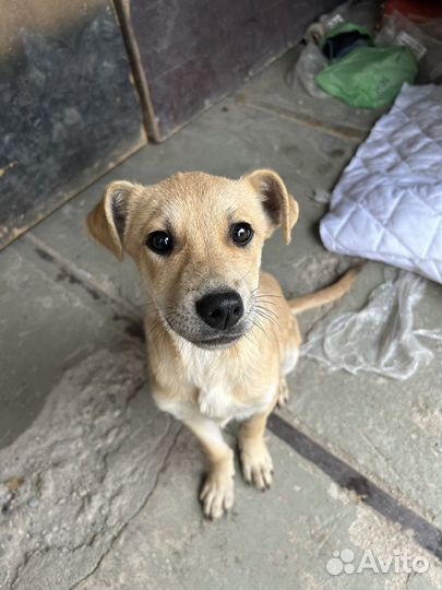 Щенок в добрые руки