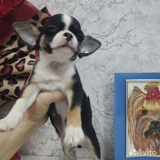 Щенки чихуахуа