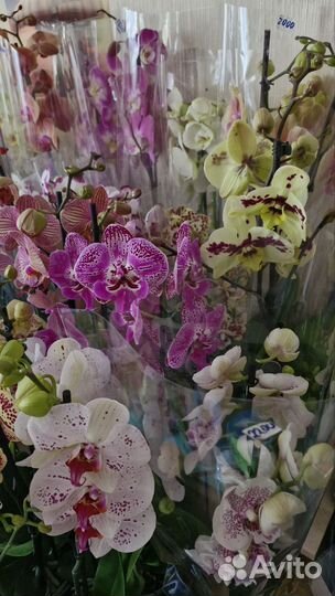 Орхидеи разные в наличии