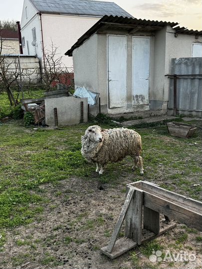 Баран Эдельбай