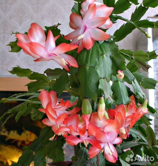 Шлюмбергера (декабрист)