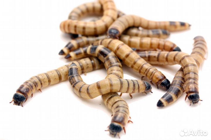 Кормовые насекомые