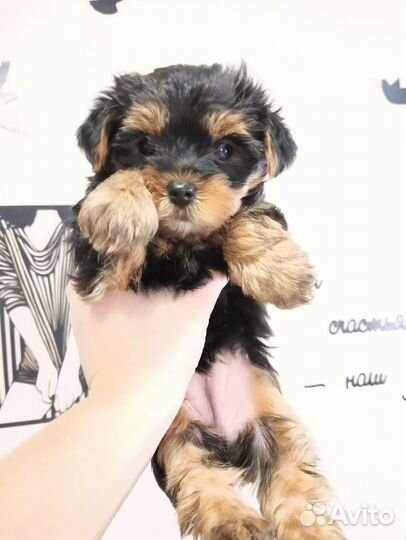 Йоркширский терьер