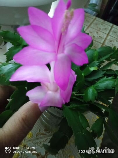 Декабрист шлюмбергера