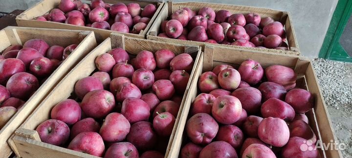Продам яблоки