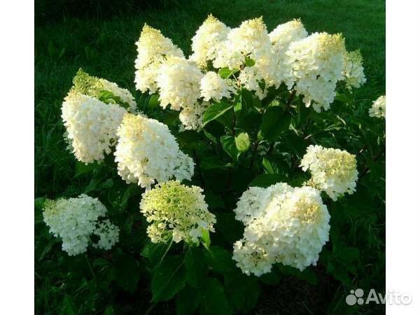 Гортензия Сильвер доллар