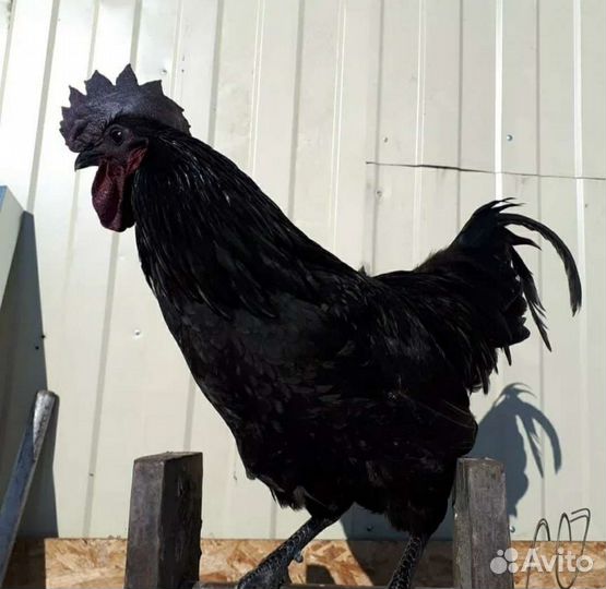 Петушки молодые Ухейилюй