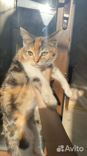 Кошки в добрые руки