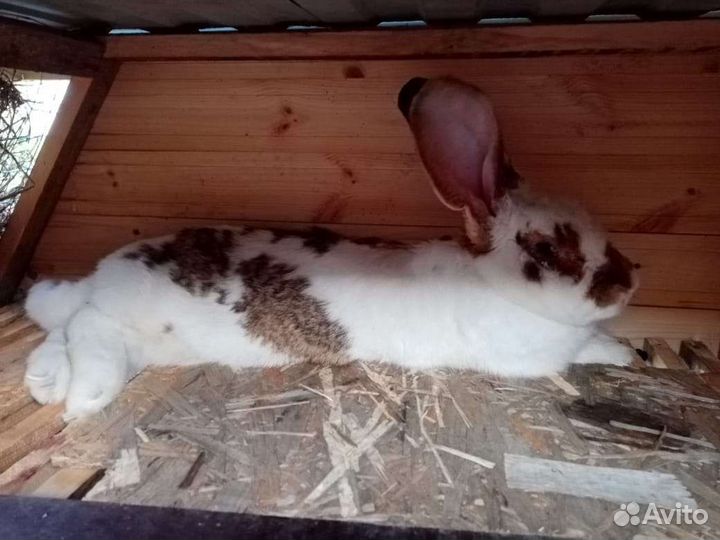 Кролики Ризен, Фландер, нзк