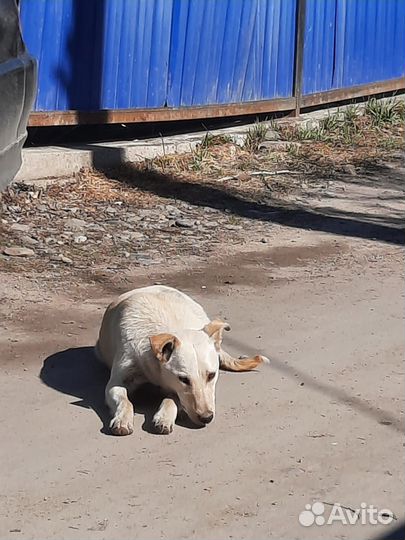 Отлов кошек и собак, транспортировка животных