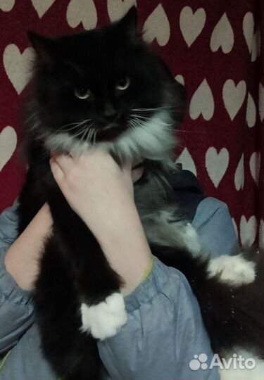 Отдам кошечек в добрые руки