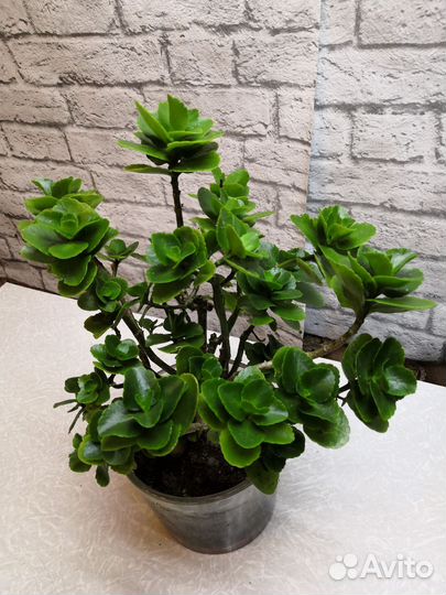 Каланхое цветущее