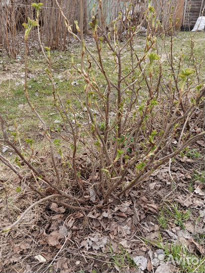 Смородина черная карельская