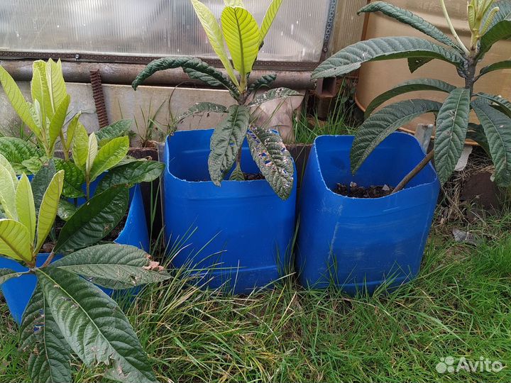 Саженцы мушмулы