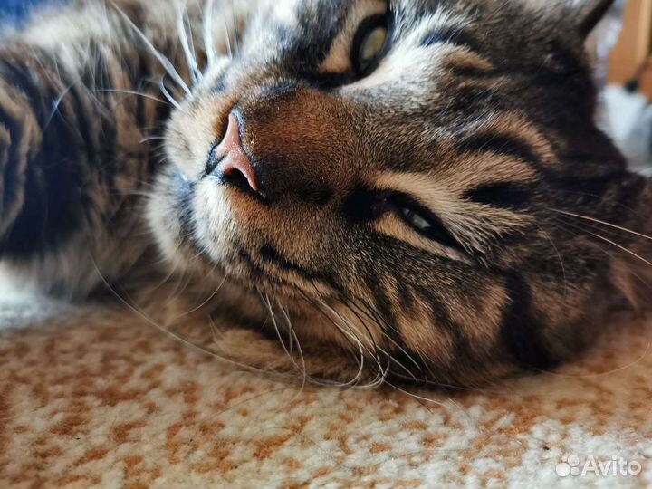 Мейнкун на вязку